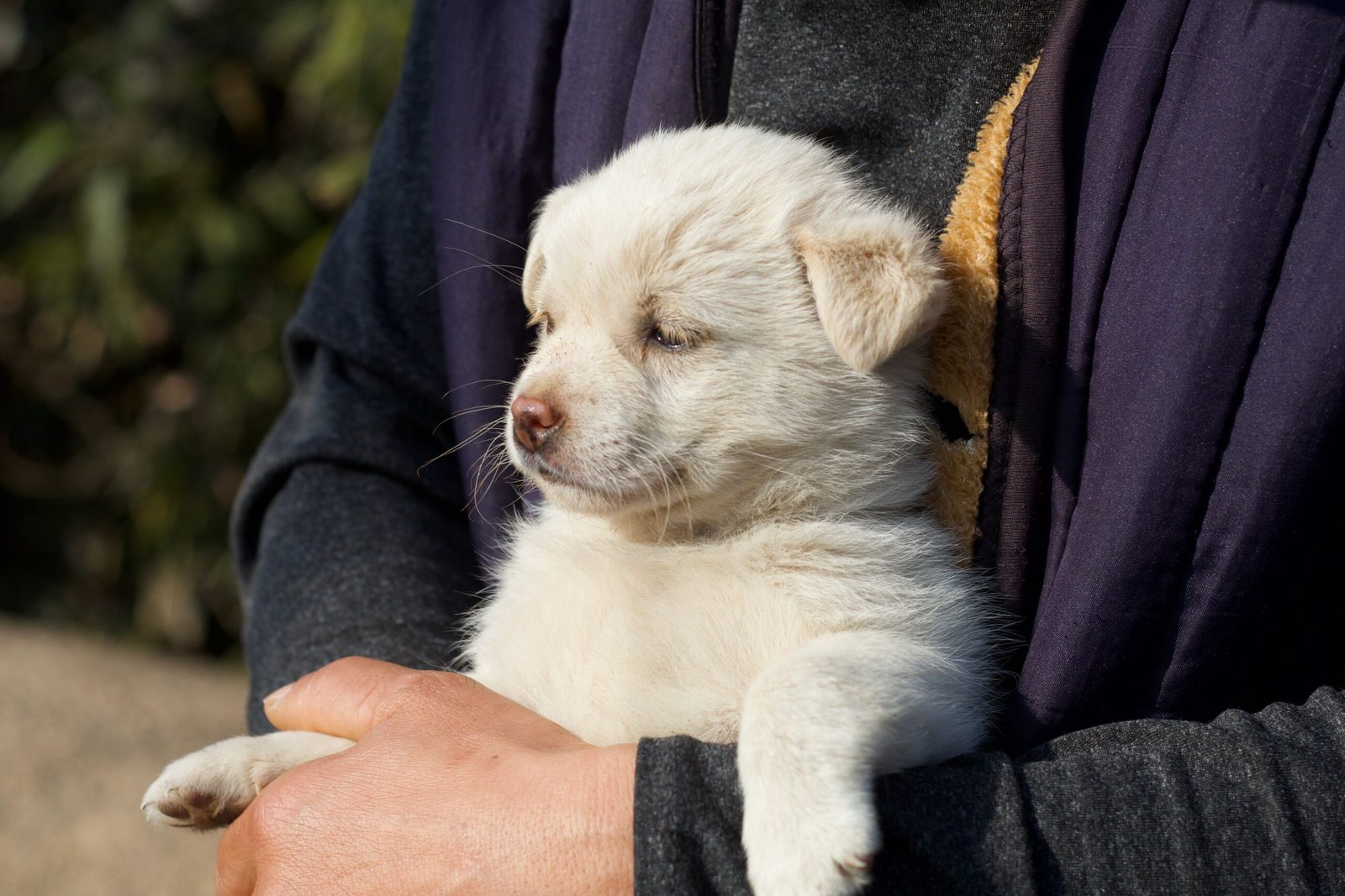 7 Dog Emergencies That Can Empty Your Savings Overnight
