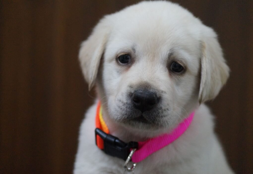 My Dog Ate a Sock—The Vet Bill Made Me Cry
