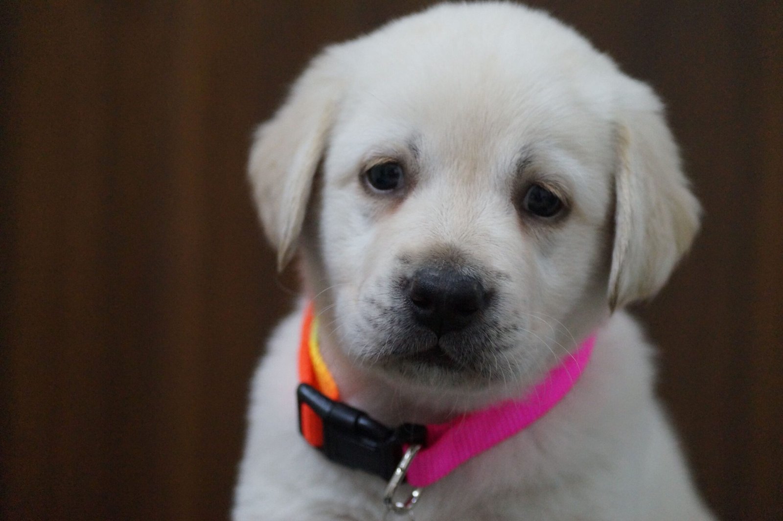 My Dog Ate a Sock—The Vet Bill Made Me Cry